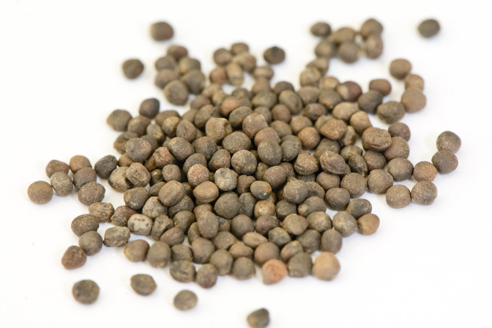 Advanta Early Kunwari Cauliflower Seed