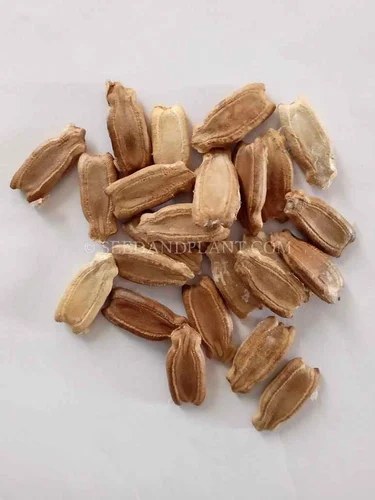 Iris Pushpa F1 Hybird Ash Gourd Seed