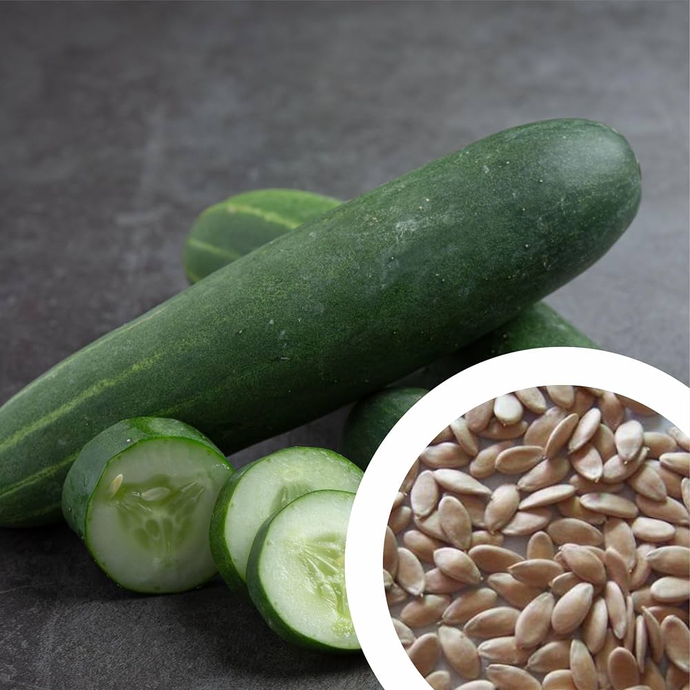 Iris Mudit Hybrid Cucumber Seed